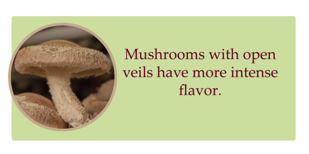 selecting shiitake mushrooms